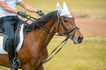 Obraz premium Close up image of jockey riding boot in the stirrup. Rider on bay sport horse.