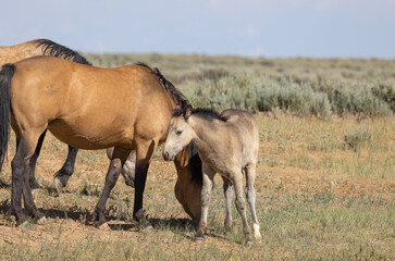 Naklejka na ściany i meble Wild Horse Mare and Foal in the Wyoming Desert in Summer
