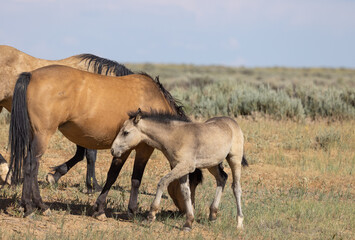 Obraz na płótnie Canvas Wild Horse Mare and Foal in the Wyoming Desert in Summer