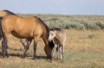 Obraz na płótnie Canvas Wild Horse Mare and Foal in the Wyoming Desert in Summer