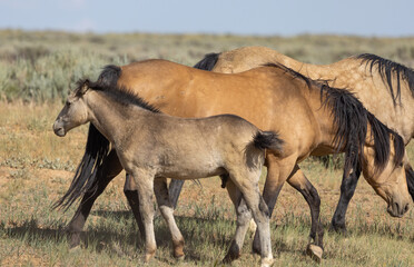 Wild Horse Mare and Foal in the Wyoming Desert in Summer