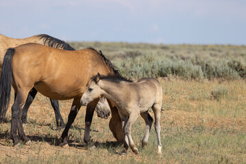 Wild Horse Mare and Foal in the Wyoming Desert in Summer