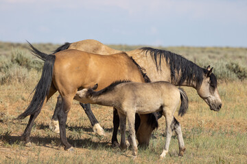 Wild Horse Mare and Foal in the Wyoming Desert in Summer