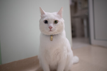 White cat with different eye colors