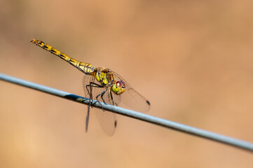 Female ruddy dartar dragonfly, sympetrum sanguineum, perched on fence wire