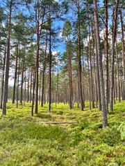 Obraz premium pine forest in the morning