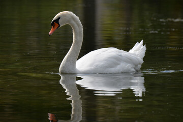 Cygne de profil
