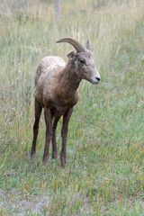 Obraz premium Young Bighorn Sheep, Ovis canadensis, on a hillside in Wyoming