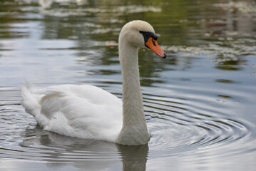 Cygne sur l'eau