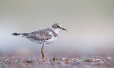 Little Ringed Plover (Charadrius dubius) is one of the most common waterfowl in the Tigris Valley.