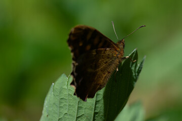Macro of a Lasiommata megera butterfly on a leaf