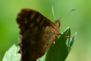 Macro of a Lasiommata megera butterfly on a leaf