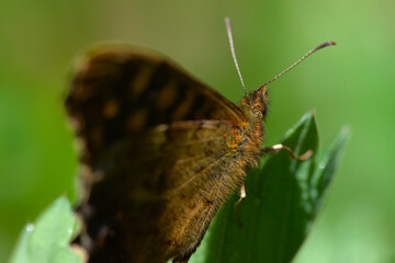 Macro of a Lasiommata megera butterfly on a leaf