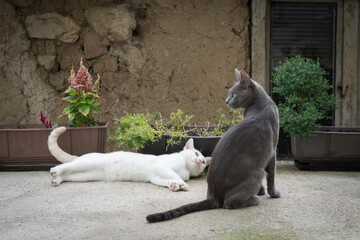 Photo of two cats one Russian blue cat sitting in front of a white cat lying down in a  house backyard