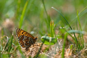 Melitaea didyma butterfly macro
