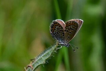 Macro of a Licenidae type butterfly on a green leaf
