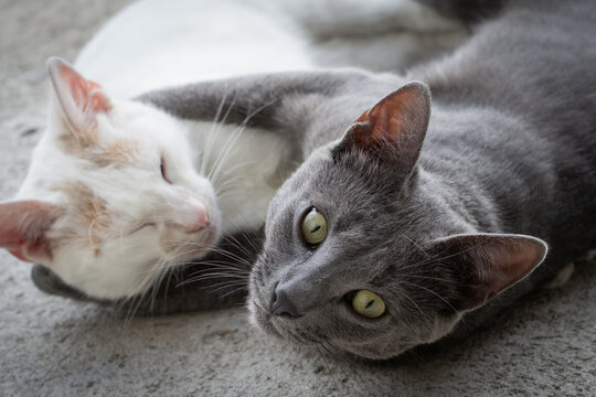 A Russian blue cat with green eyes and a white cat lied down hugging each other and playing