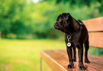 The pug is six months old. He is standing on a bench. The black dog has a collar with a pendant around its neck. It is against the background of blurred green trees. The photo is blurred