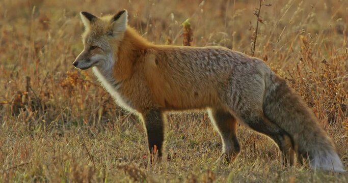 A red fox walks through a grass plain in search of food in Yellowstone National Park