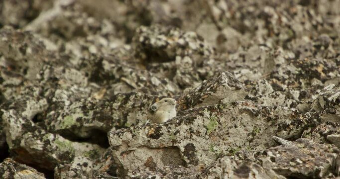 A pika perfectly camouflages with its rocky terrain in Yellowstone National Park