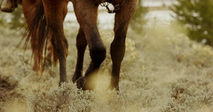 Horse hooves walking along a trail in the greater Yellowstone area