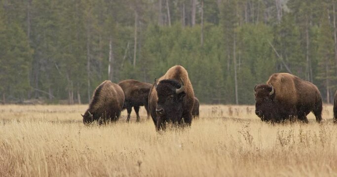 Buffalos in a snowy grass plain in Yellowstone National Park
