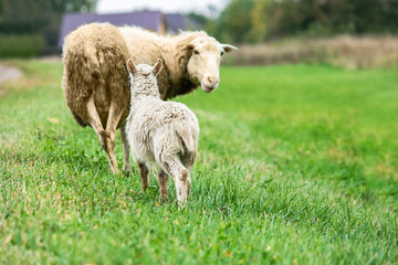 Naklejka na ściany i meble Brown sheep and lamb graze on farmers pasture. Rural life, cattle breeding.
