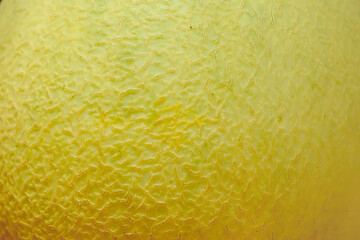 Texture of skin cantaloupe melon for the background, texture.