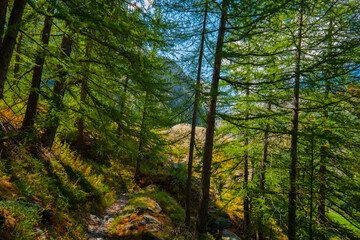 Forest in the mountain