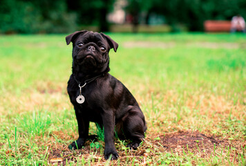 A black pug dog is sitting on the grass. He looks directly into the camera against a background of blurred trees. The dog has a collar. Photo is blurred.