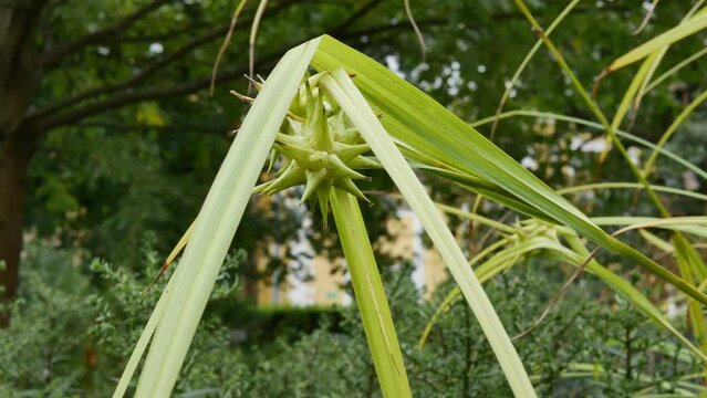 Gray sedge, club-shaped sedge (carex grayi) close up
