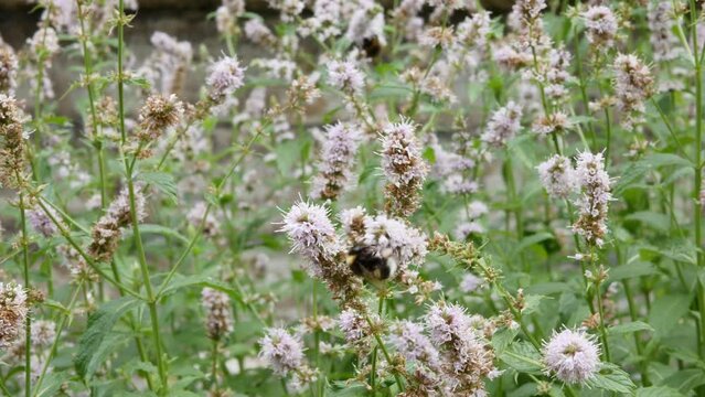 Peppermint blossom. Bumblebee on pepermint flowers