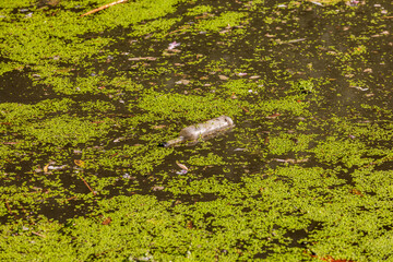 A glass bottle in the lake with algae is garbage in nature