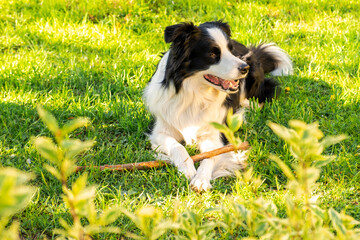 Pet activity. Cute puppy dog border collie lying down on grass chewing on stick. Pet dog with funny...
