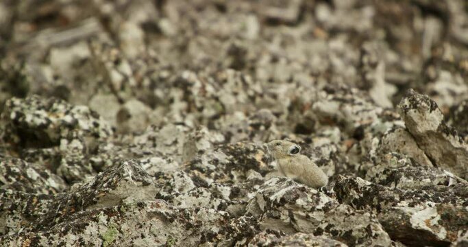 A pika perfectly camouflages with its rocky terrain in Yellowstone National Park