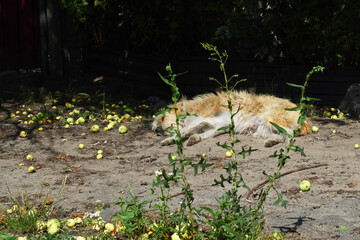 Animals of war 2022. Homeless and lost pets concept. A redheaded dog sleeps waiting for its owners after bombing attacks