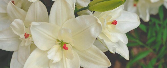 Beautiful white lilly in the garden, Lily joop flowers, Lilium oriental joop. Floral, spring, summer background. Close up. Selective focus. Banner.