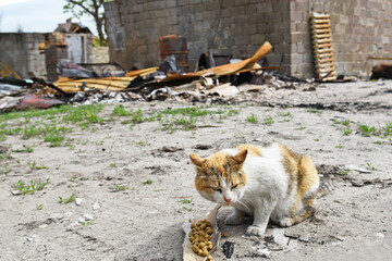 Animals of war 2022. A homeless cat sits and eats in the front of a bombed-out house after attacks...