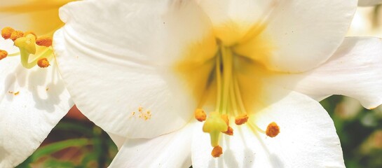 Beautiful white lilly in the garden, Lily joop flowers, Lilium oriental joop. Floral, spring, summer background. Close up. Selective focus. Banner.