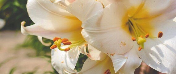 Beautiful white lilly in the garden, Lily joop flowers, Lilium oriental joop. Floral, spring, summer background. Close up. Selective focus. Banner.