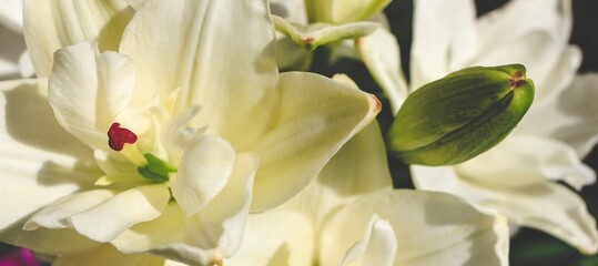 Obraz premium Beautiful white lilly in the garden, Lily joop flowers, Lilium oriental joop. Floral, spring, summer background. Close up. Selective focus. Banner.