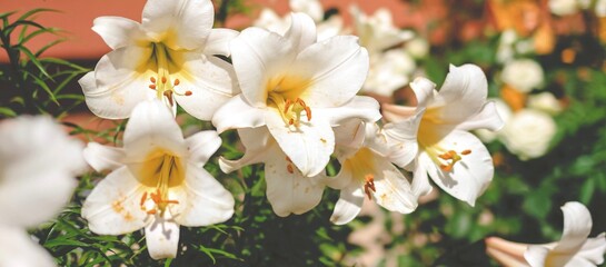 Beautiful white lilly in the garden, Lily joop flowers, Lilium oriental joop. Floral, spring, summer background. Close up. Selective focus. Banner.