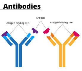 Structure of immunoglobulins. Antibodies with tha antigen binding site, specific for each type of antigenic substance. Vector illustration. Didactic illustration.
 - obrazy, fototapety, plakaty
