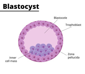 Blastocyst structure. Embryology. First week of pregnancy. Stem cells. In vitro fertilization. Vector illustration. Didactic illustration.
 - obrazy, fototapety, plakaty