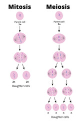 Difference between mitosis and meiosis. Types of cell division that produce diploid or haploid cells. Vector illustration. Didactic illustration.
