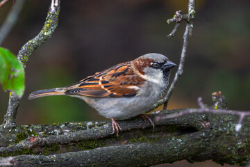 Sparrow