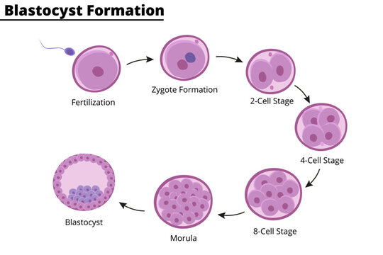 Formation of blastocyst. Embryology. First week of pregnancy. Stem cells. In vitro fertilization. Vector illustration. Didactic illustration.
