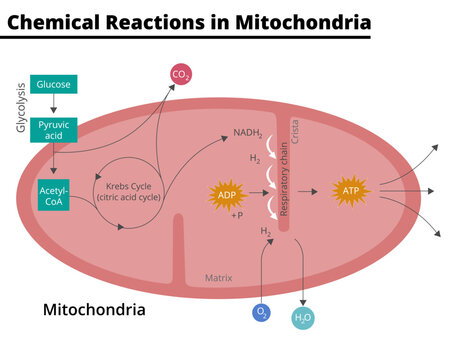 Diagram showing the chemical reactions that take place in mitochondria. Glycolysis, krebs cycle, respiratory chain, ATP synthesis, cellular respiration. Vector illustration. Didactic illustration.
