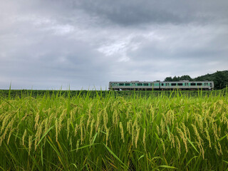 corn field and blue sky