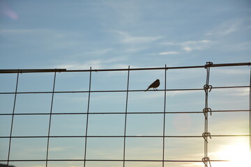 Bird's shadow at sunset captured in the fence